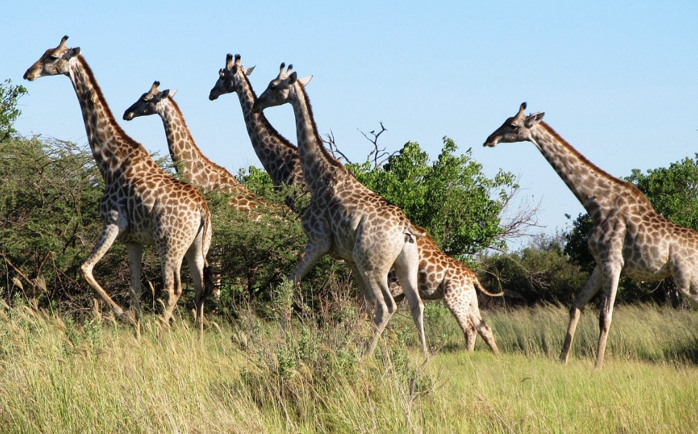 Moremi Game Reserve, Okavango Delta, North-West, Botswana